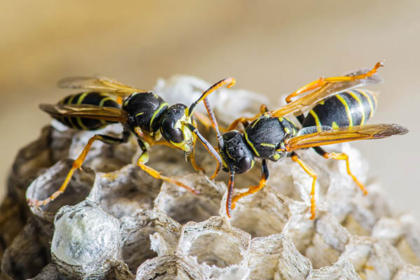 Wasp Pest Control Perth | Wasp Treatment | Wasp Nest Removal