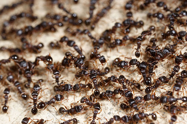Ant Pest Control Perth | Effective Ant Treatments