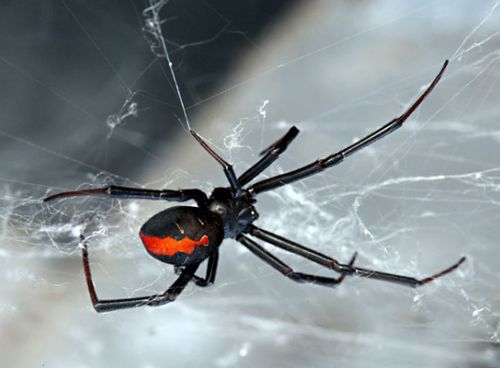 Redback Spider Perth