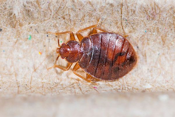 Pest Control Perth Bed Bugs | Bed Bug Treatment Perth