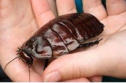 giant-burrowing-cockroach-2.jpg