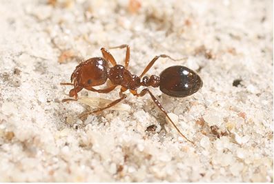 Red Imported Fire Ant.jpg