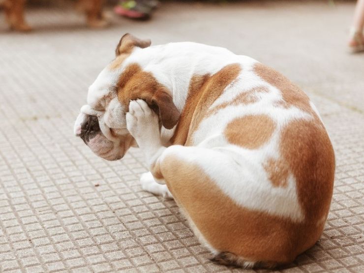dog scratching.jpg