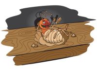 terry-termite.jpg