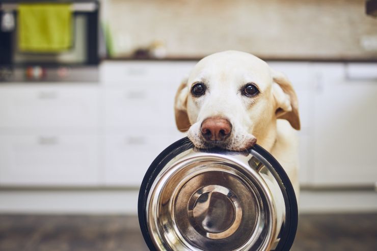 pet food.jpeg