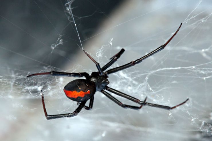 Spider Control Perth