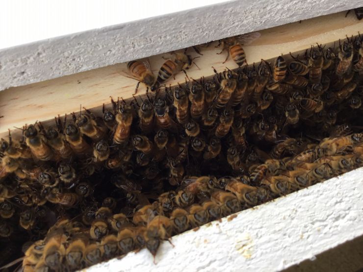 Bees Perth