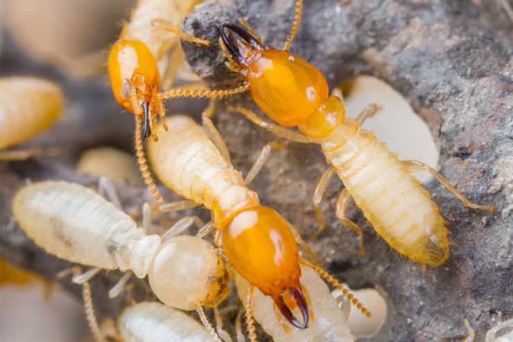 Termite Treatments
