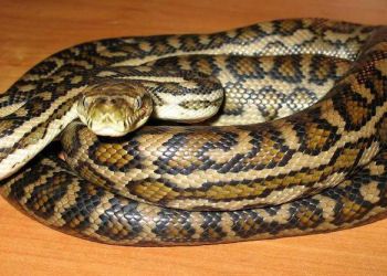 snakes.jpg